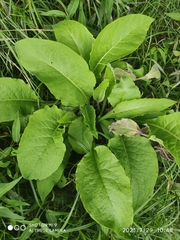Magnoliopsida