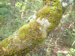 Macromitrium gracile