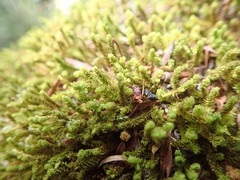 Macromitrium gracile