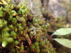 Macromitrium gracile