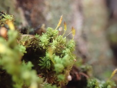 Macromitrium gracile