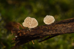 Clitopilus hobsonii
