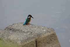 Alcedo atthis