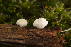 Clitopilus hobsonii