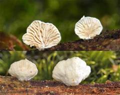 Clitopilus hobsonii