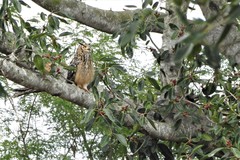 Bubo bengalensis