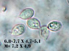 Clitopilus hobsonii