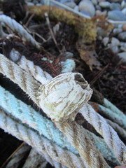 Notomegabalanus decorus