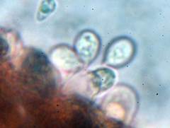 Clitopilus hobsonii