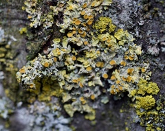Xanthoria parietina