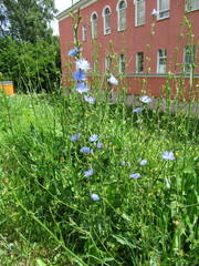 Cichorium intybus