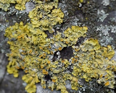 Xanthoria parietina