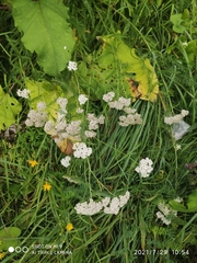 Achillea millefolium