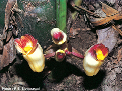 Acanthophippium bicolor