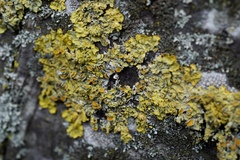 Xanthoria parietina