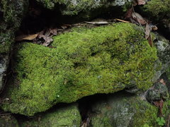 Thuidiopsis sparsa