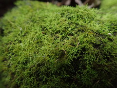 Thuidiopsis sparsa