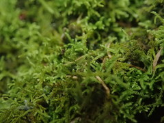 Thuidiopsis sparsa