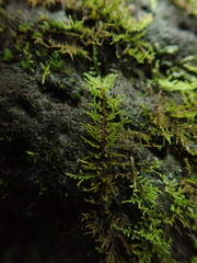 Thuidiopsis sparsa