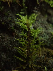 Thuidiopsis sparsa