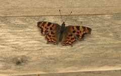 Polygonia c-album