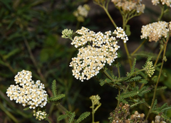 Achillea setacea