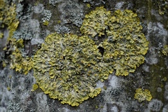 Xanthoria parietina