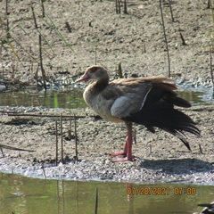 Alopochen aegyptiaca