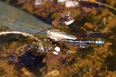 Austroagrion exclamationis