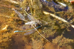 Austroagrion exclamationis