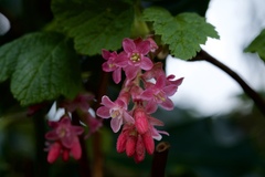 Ribes sanguineum