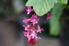 Ribes sanguineum
