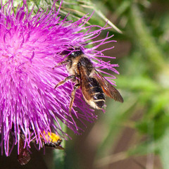 Megachile inermis