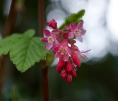 Ribes sanguineum