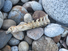 Cephalorhynchus hectori