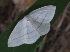 Ditrigona conflexaria