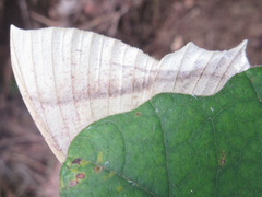 Thinopteryx crocoptera