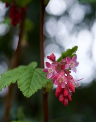 Ribes sanguineum