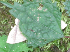 Thinopteryx crocoptera