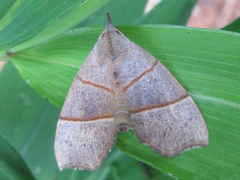 Gonepatica opalina