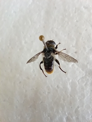 Merodon constans