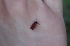 Dictyoptera aurora