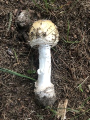 Amanita russuloides