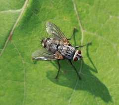 Microphthalma europaea
