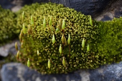 Ptychostomum capillare