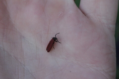 Dictyoptera aurora