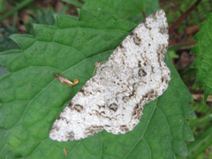 Ophthalmitis albosignaria