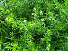 Galium mollugo