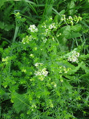 Galium mollugo