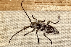 Tigrinestola tigrina